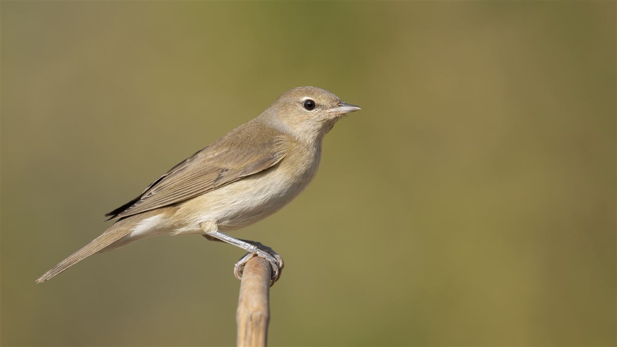 Garden Warbler