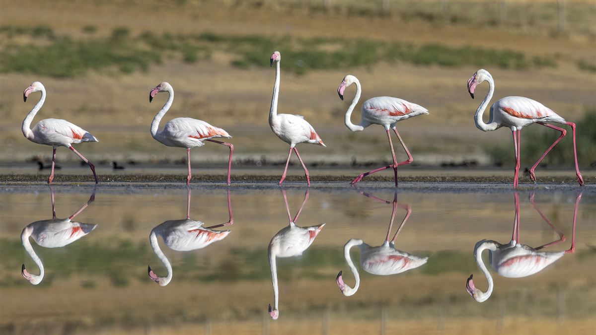 Greater Flamingo