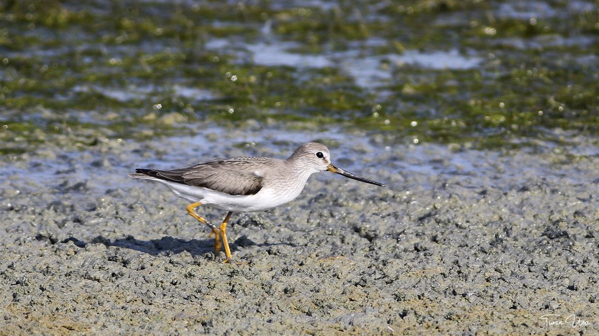 Terek Sandpiper