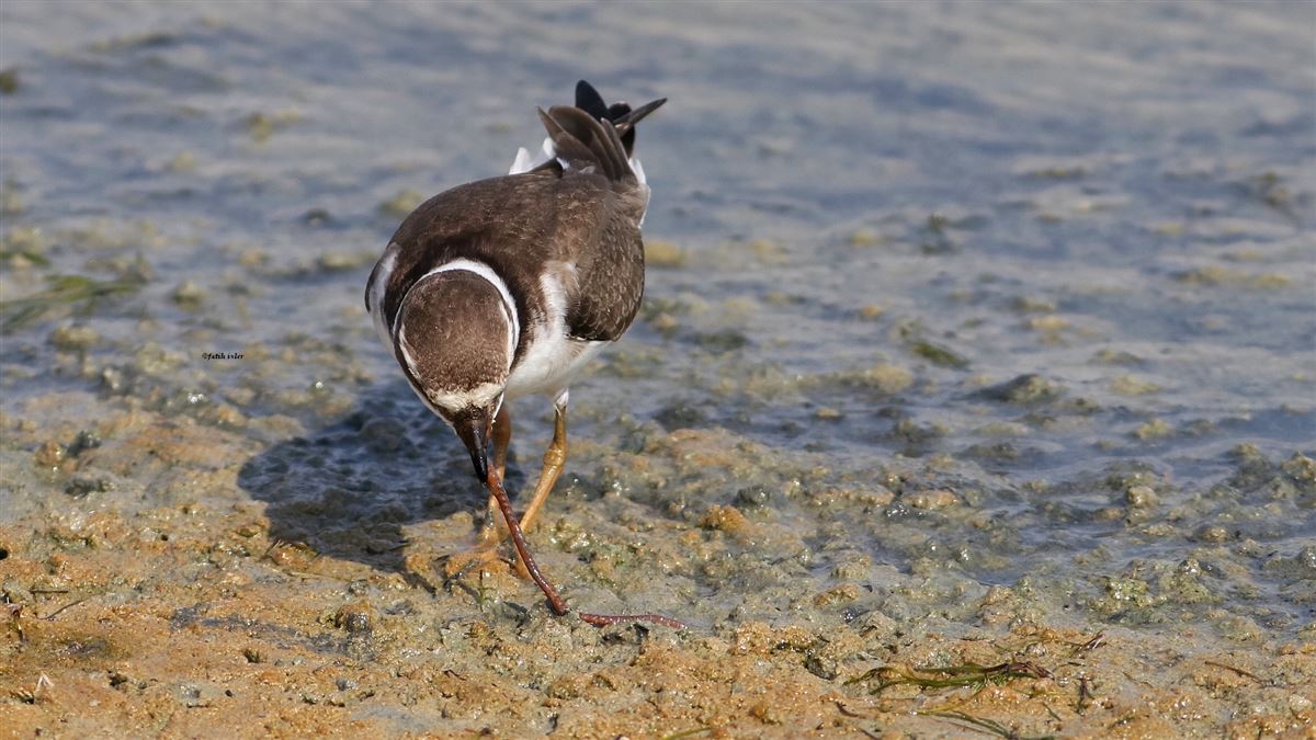Common Ringed Plover