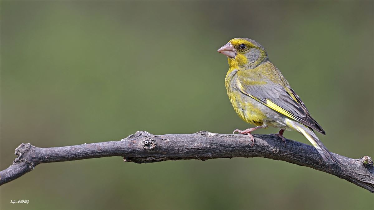 European Greenfinch