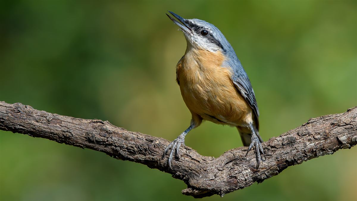 Eurasian Nuthatch