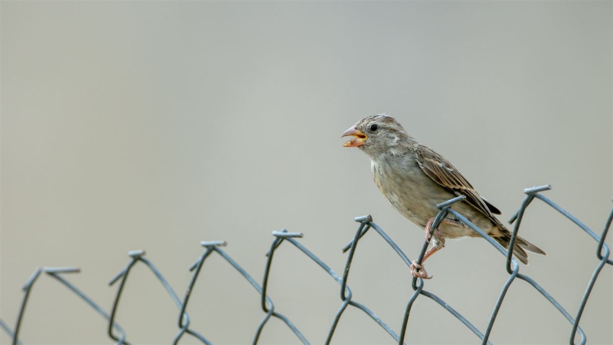 House Sparrow