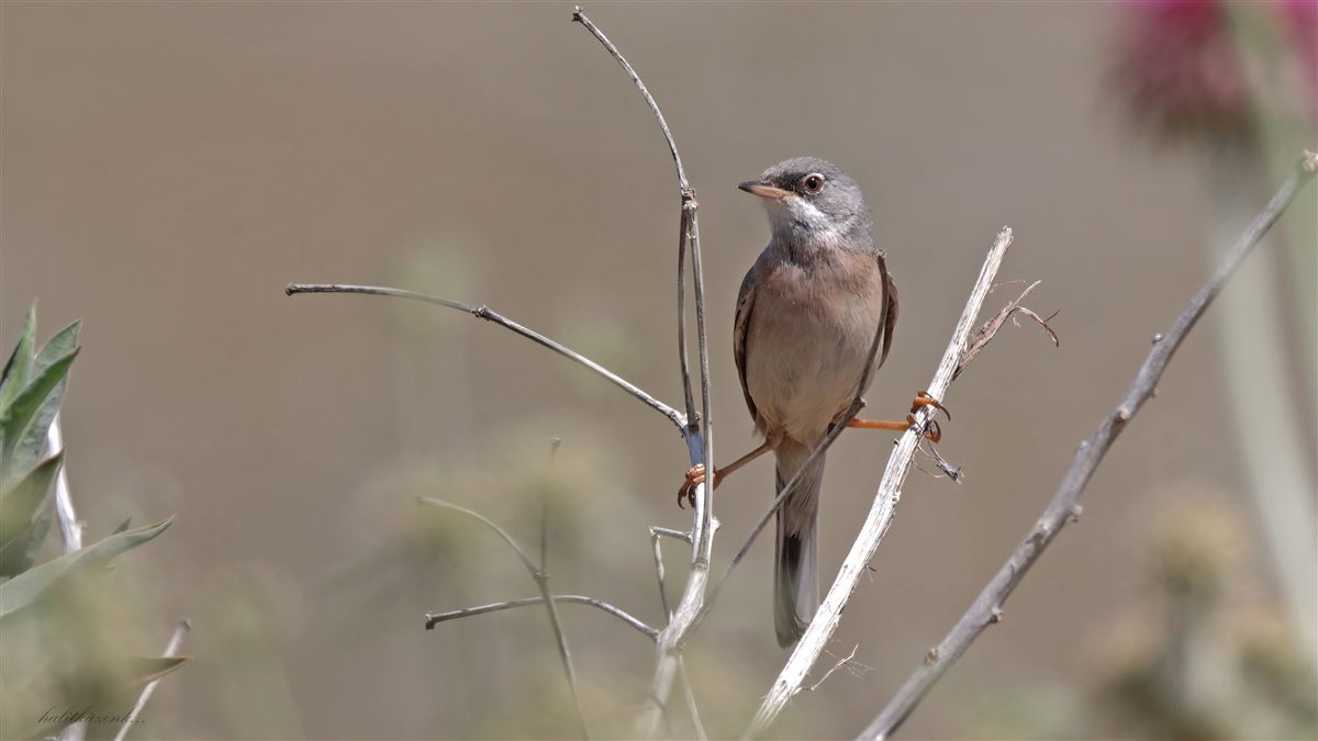 Spectacled Warbler