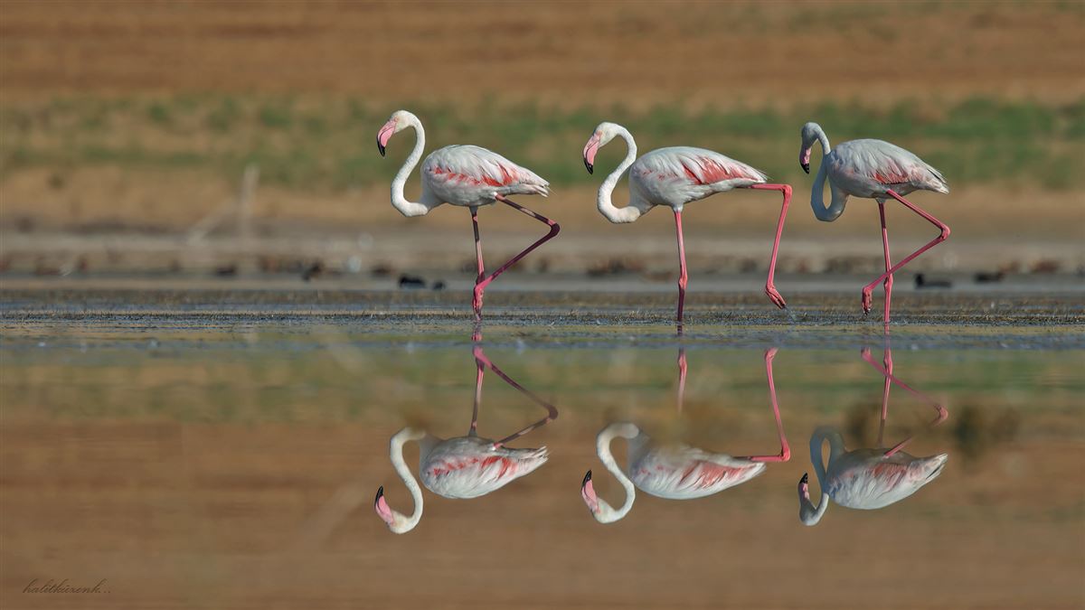 Greater Flamingo