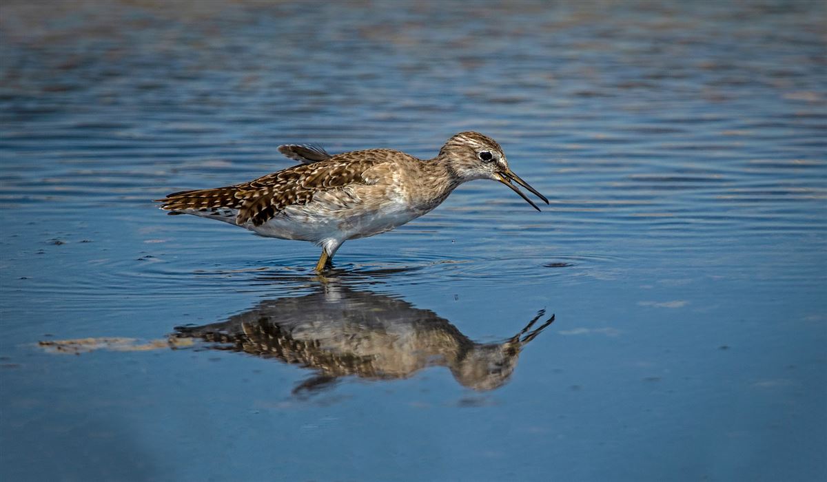 Wood Sandpiper