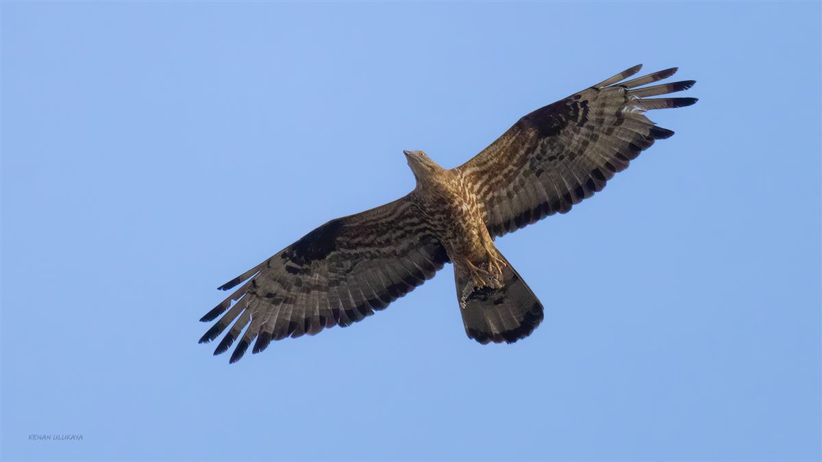 European Honey Buzzard