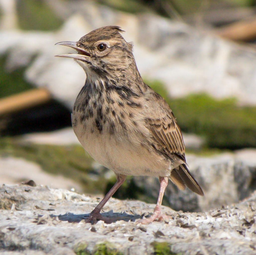 Crested Lark