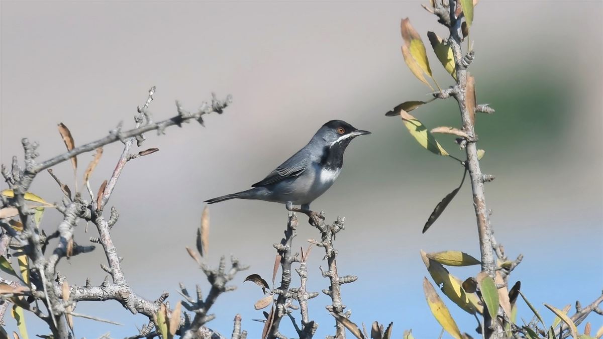 Rüppell`s Warbler
