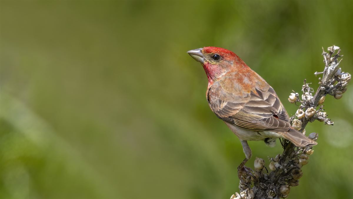 Common Rosefinch
