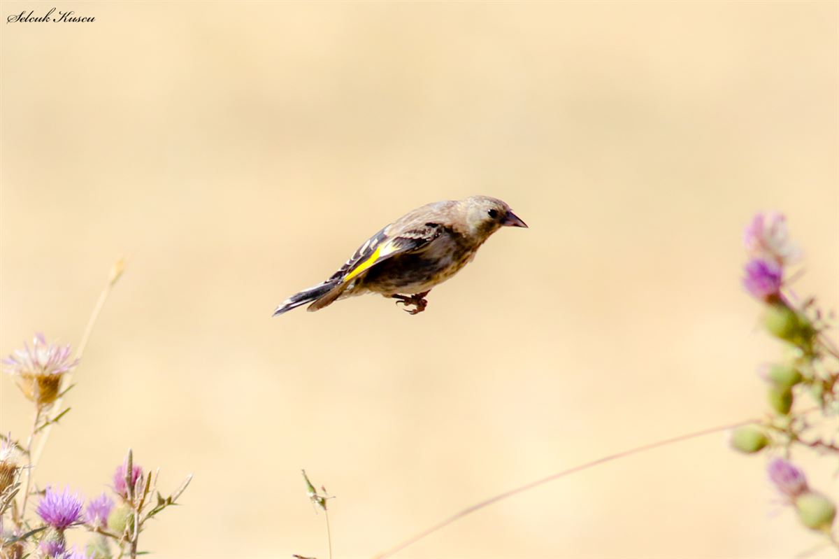 European Goldfinch