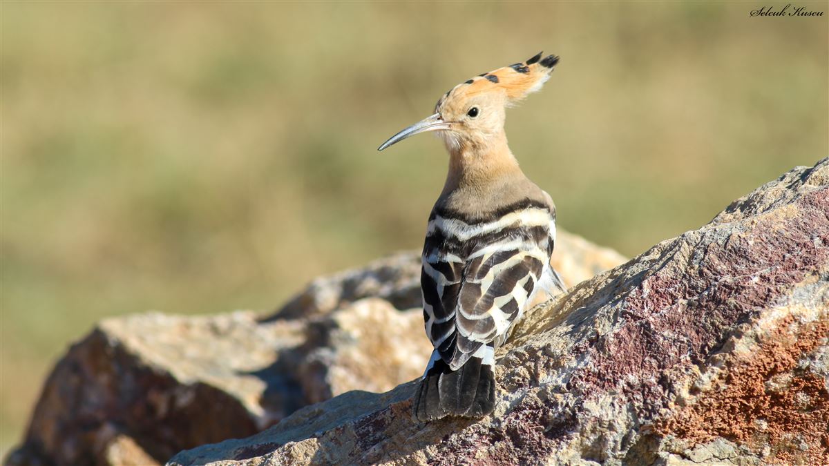 Common Hoopoe