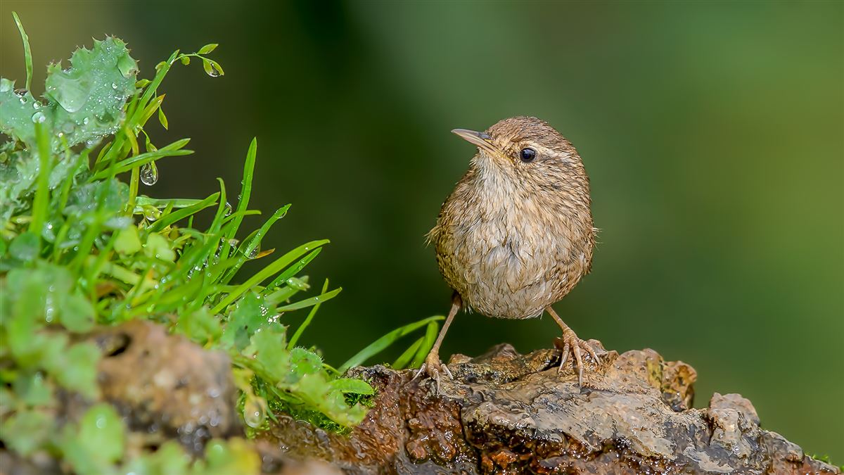 Eurasian Wren