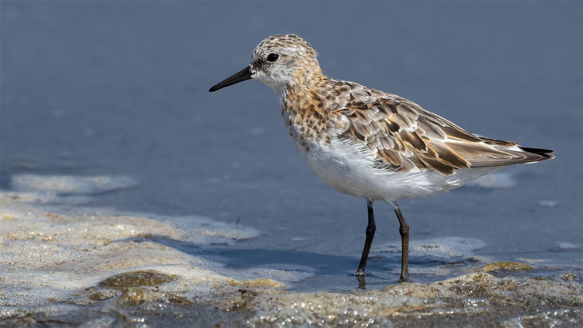 Little Stint