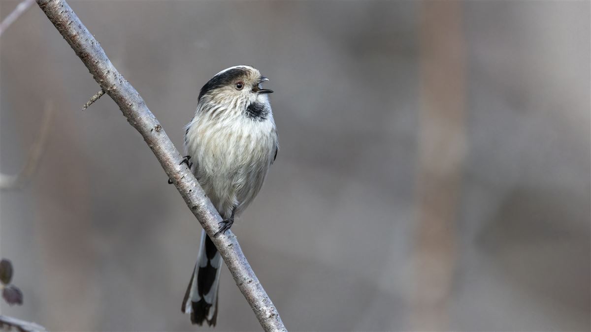 Long-tailed Tit