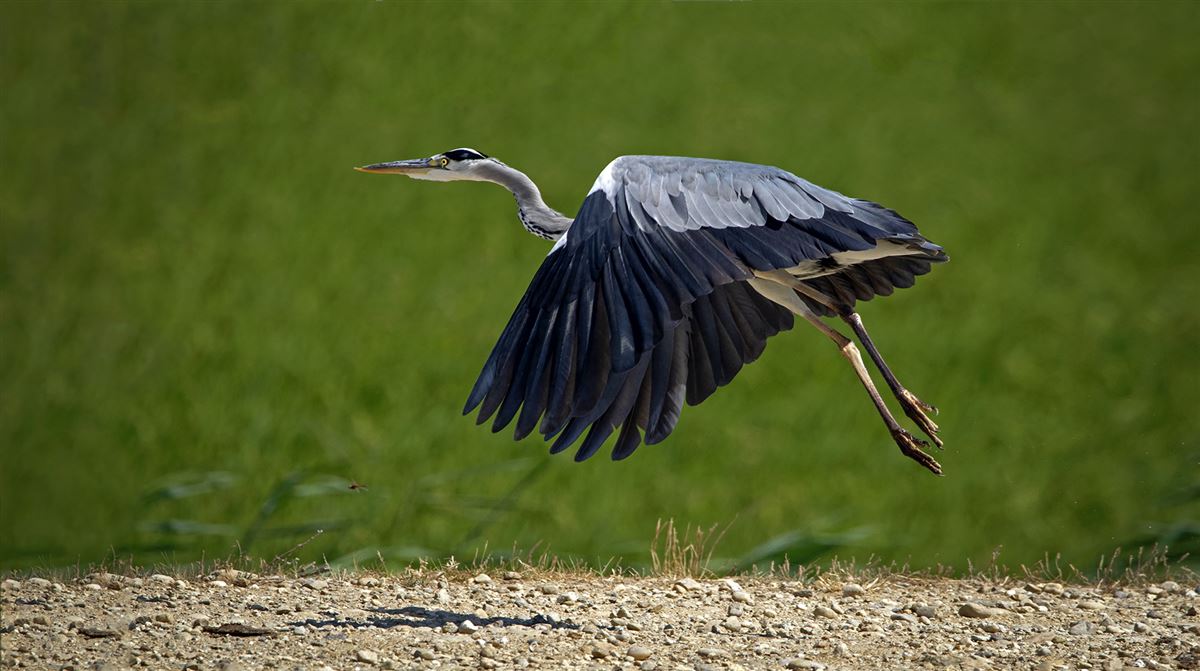 Grey Heron