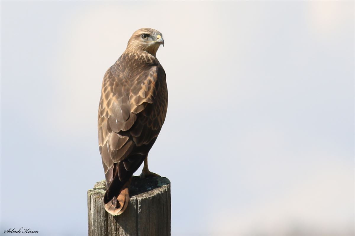 Long-legged Buzzard