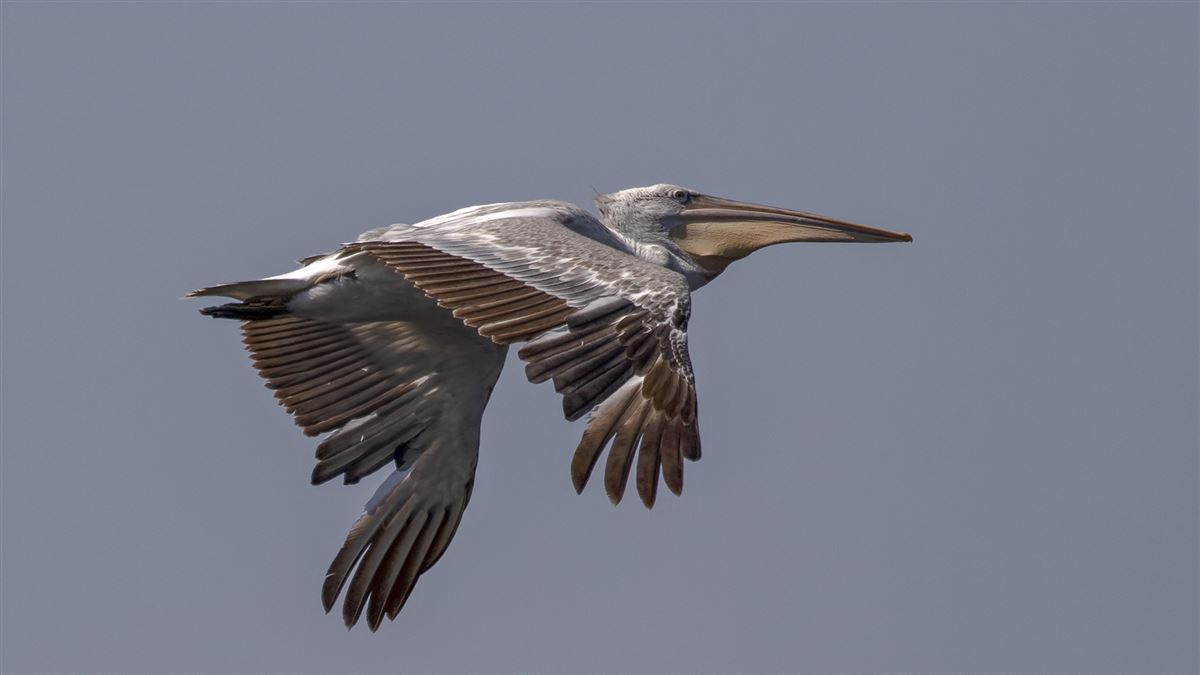 Dalmatian Pelican