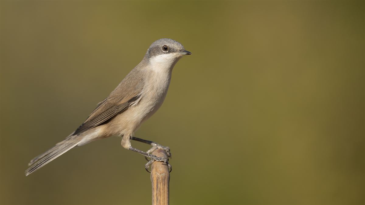 Lesser Whitethroat