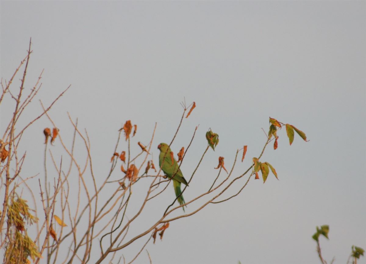 Rose-ringed Parakeet