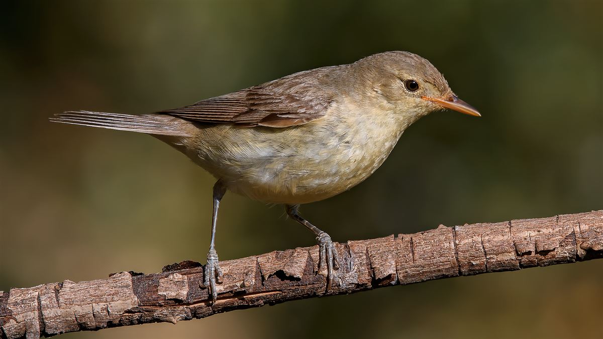 Icterine Warbler