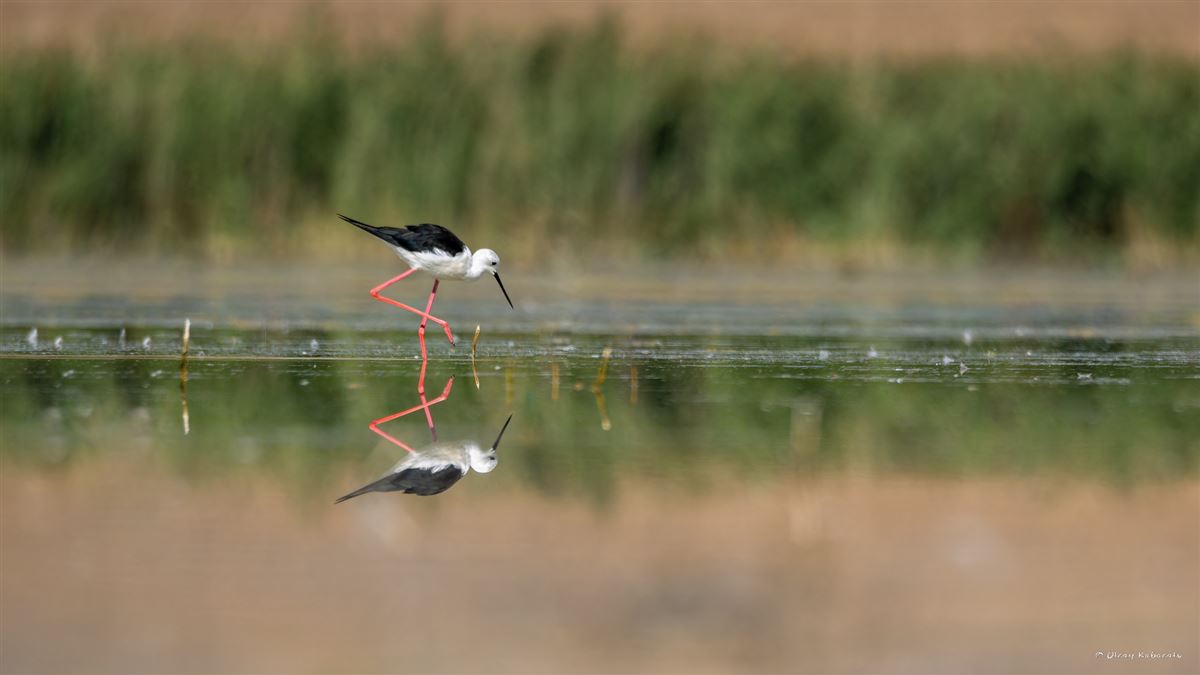Black-winged Stilt