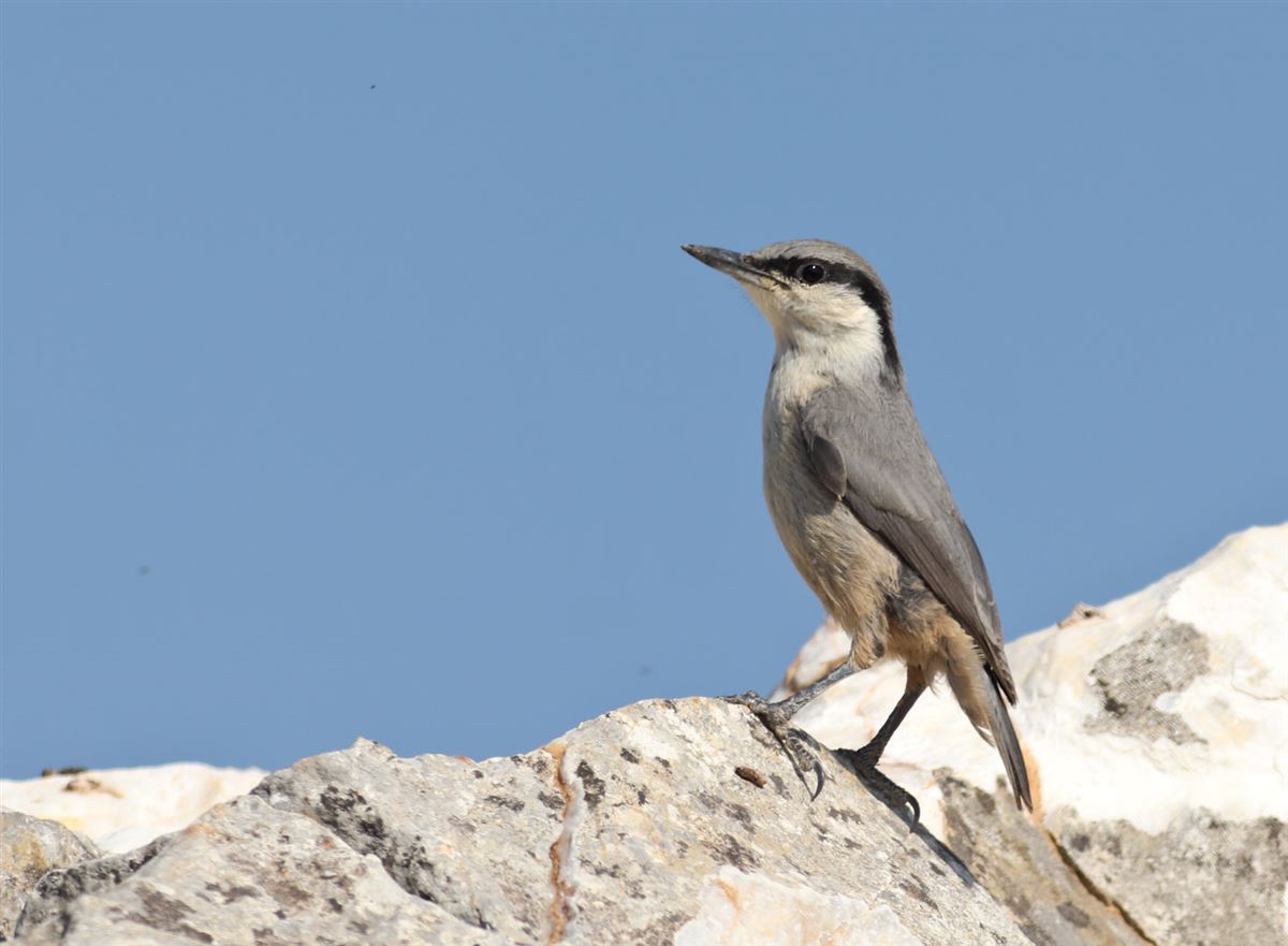 Western Rock Nuthatch