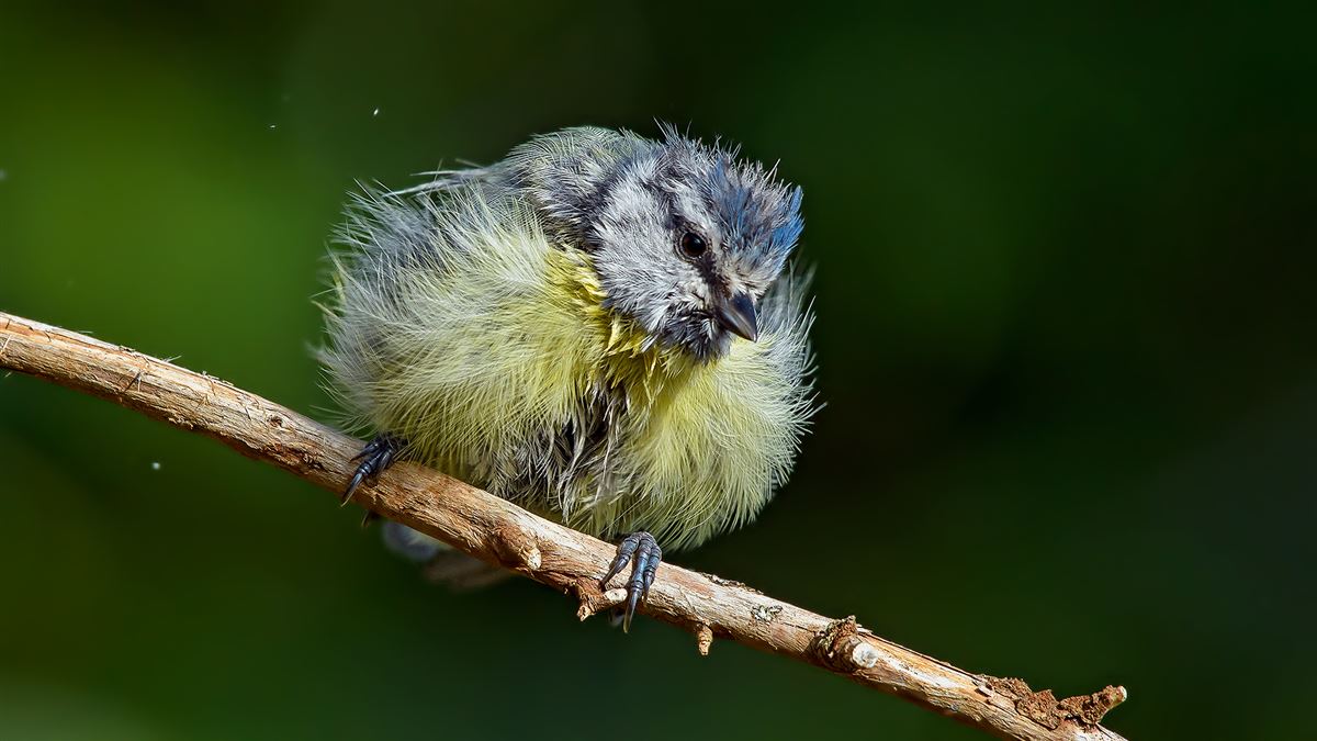 Eurasian Blue Tit