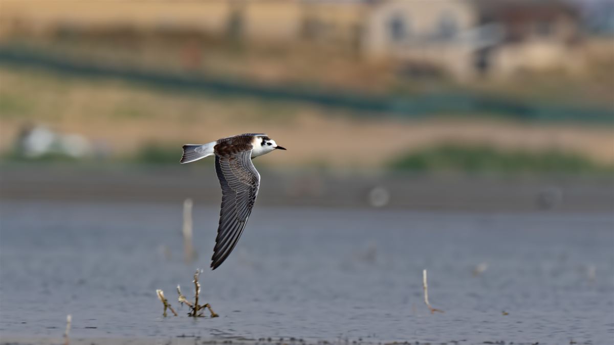 White-winged Tern