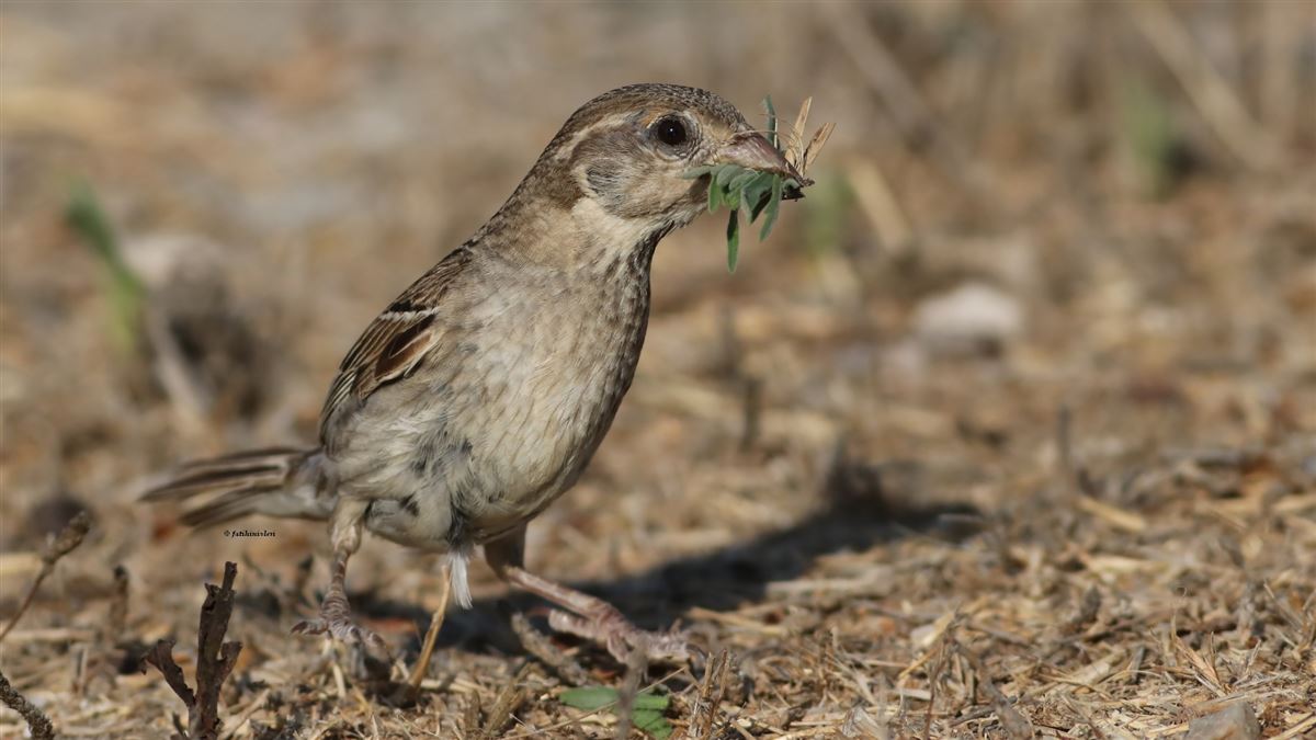Spanish Sparrow