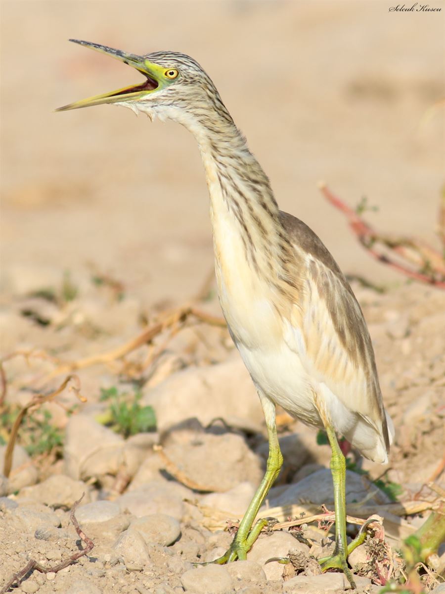Squacco Heron