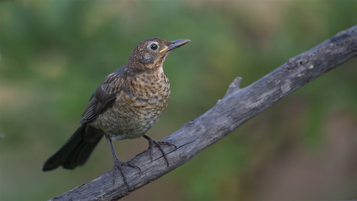 Common Blackbird