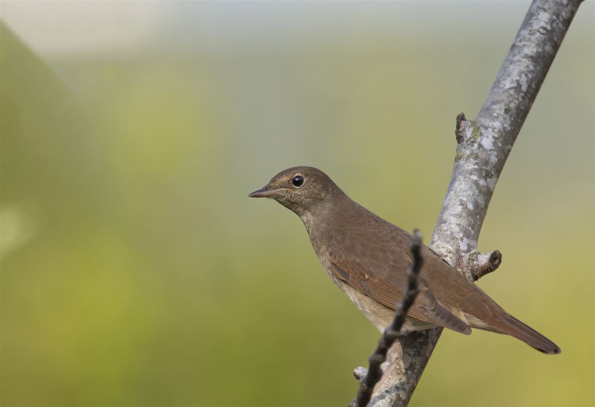Thrush Nightingale
