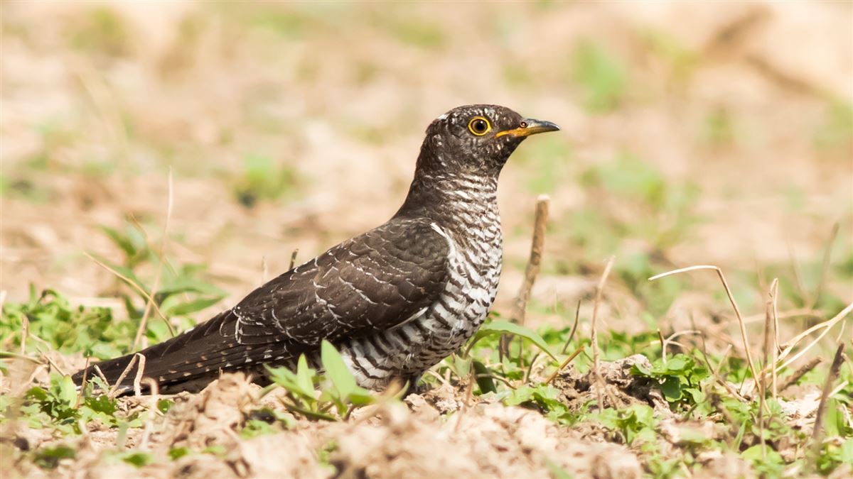 Common Cuckoo