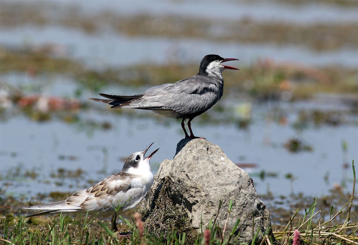 Whiskered Tern