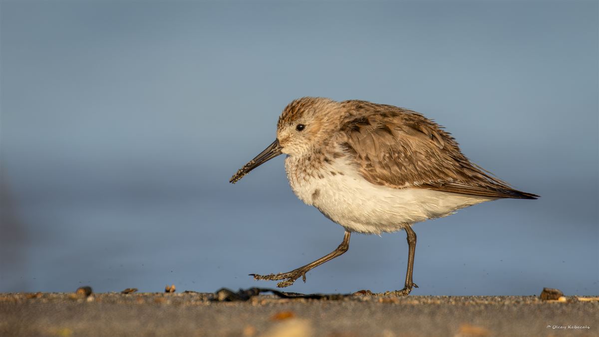 Dunlin