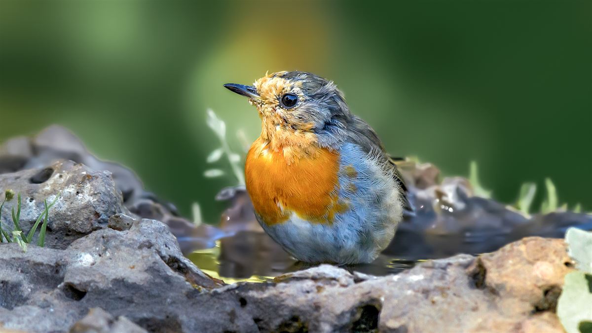 European Robin