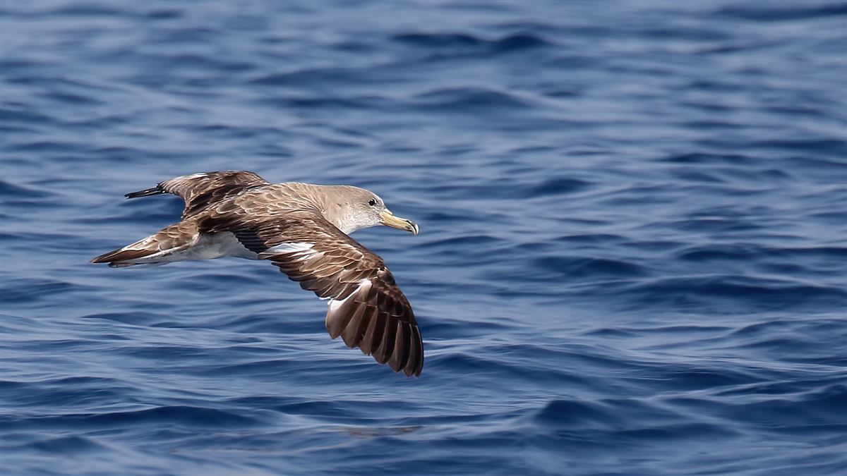 Scopoli`s Shearwater