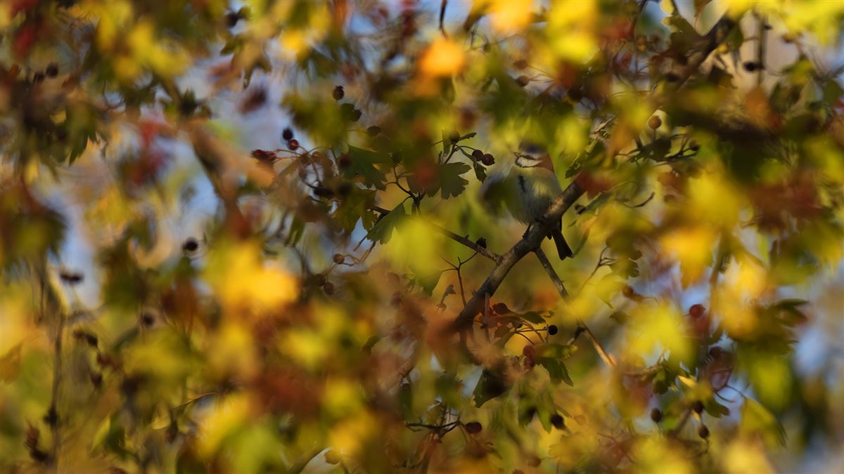 Eurasian Blue Tit