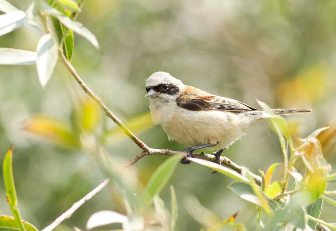 Eurasian Penduline Tit