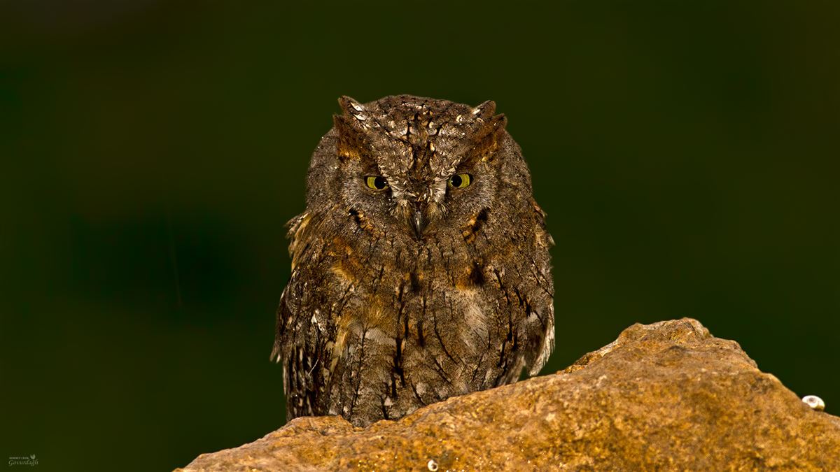 Eurasian Scops Owl