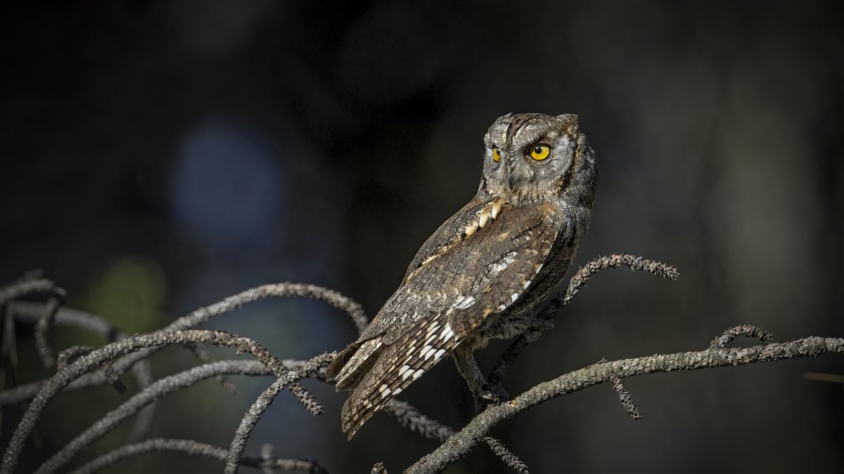 Eurasian Scops Owl