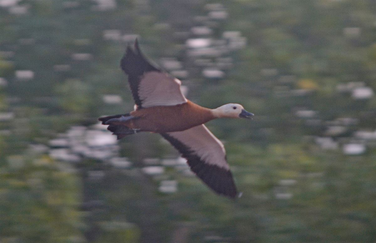 Ruddy Shelduck