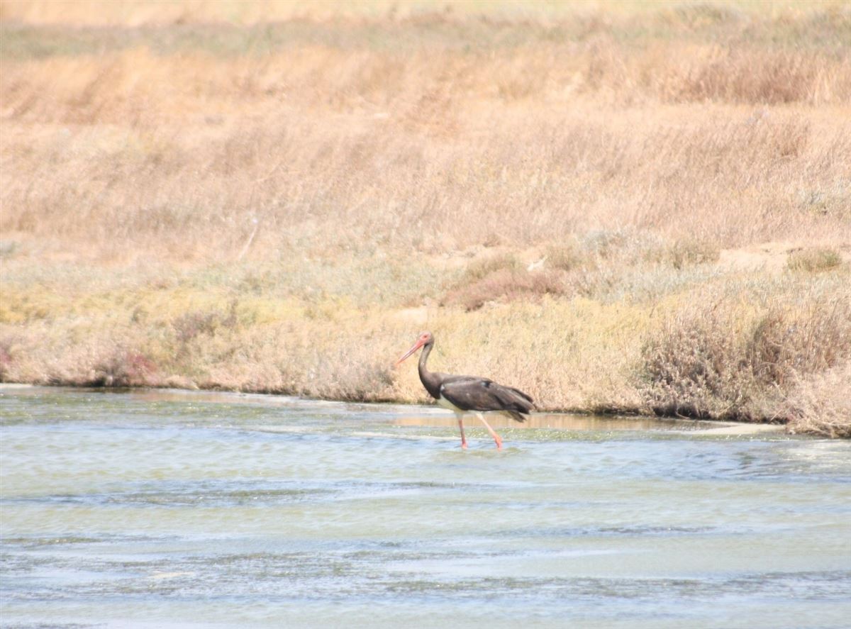 Black Stork