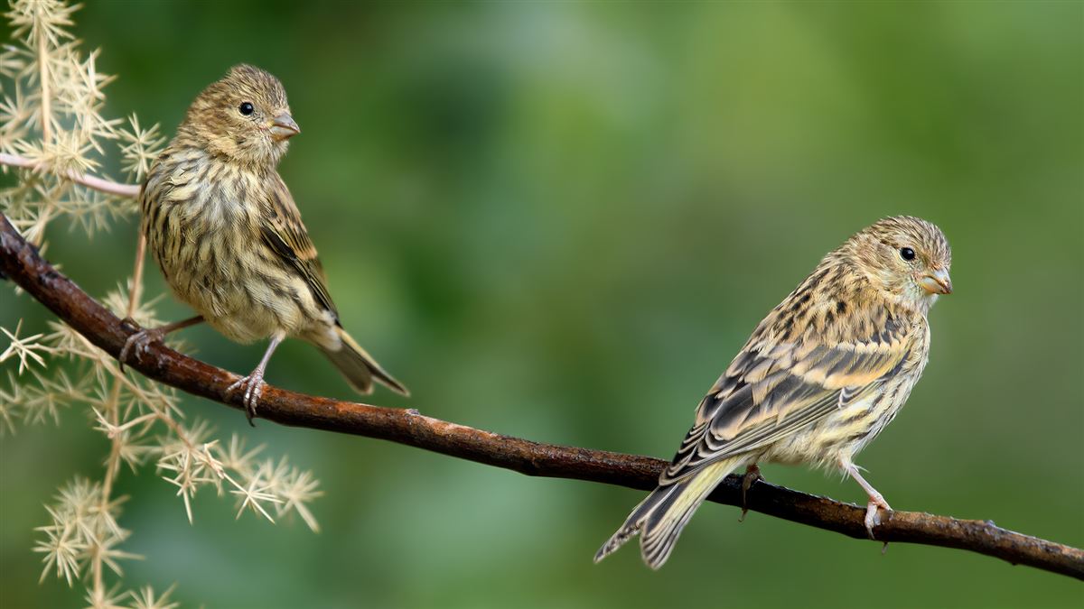 European Serin