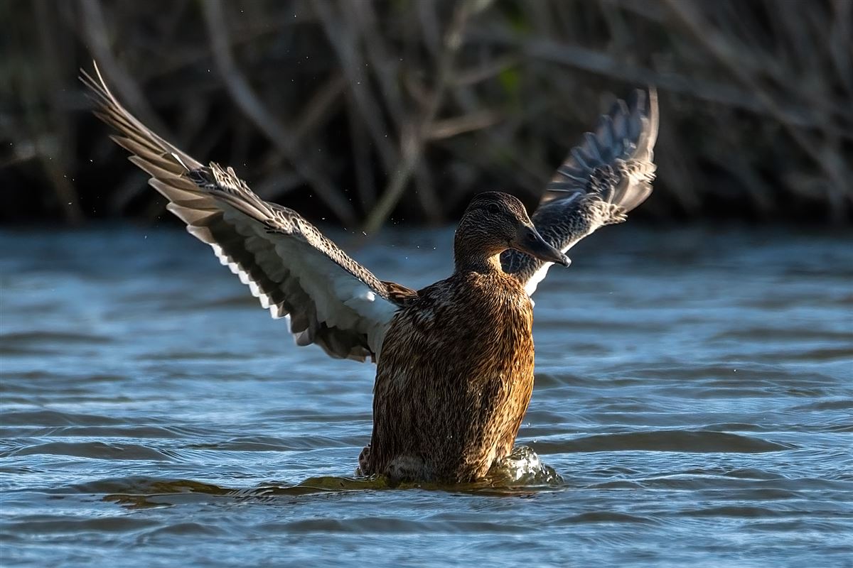 Mallard