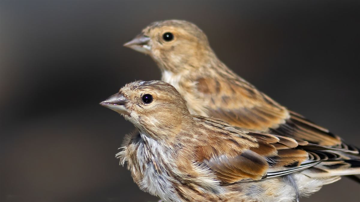 Common Linnet