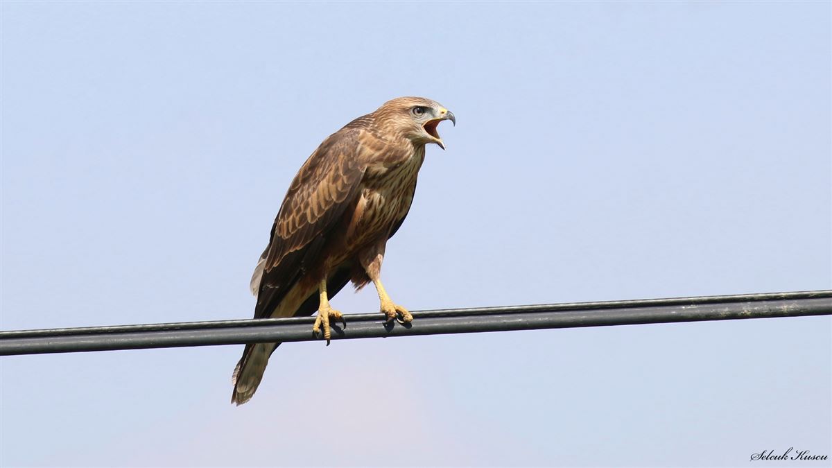 Long-legged Buzzard