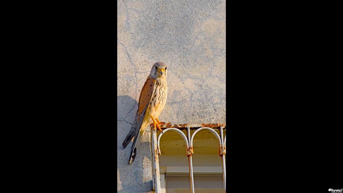 Common Kestrel