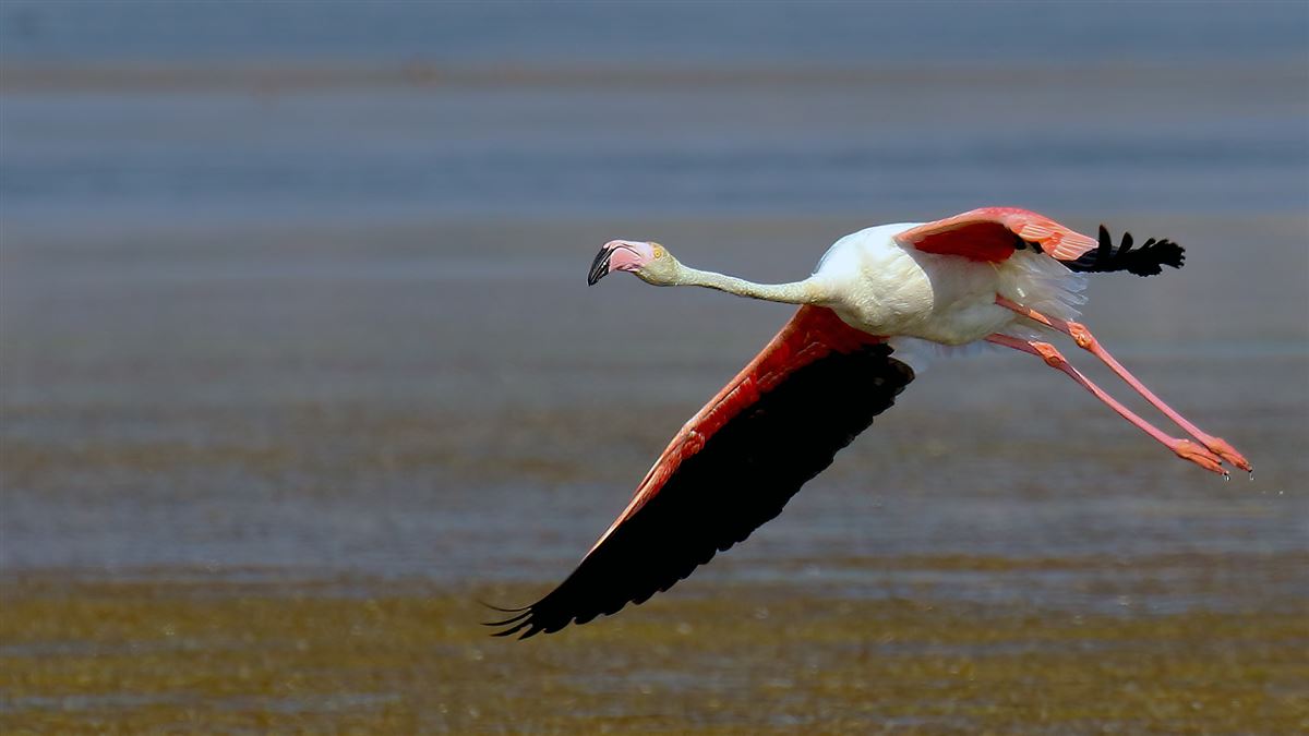 Greater Flamingo
